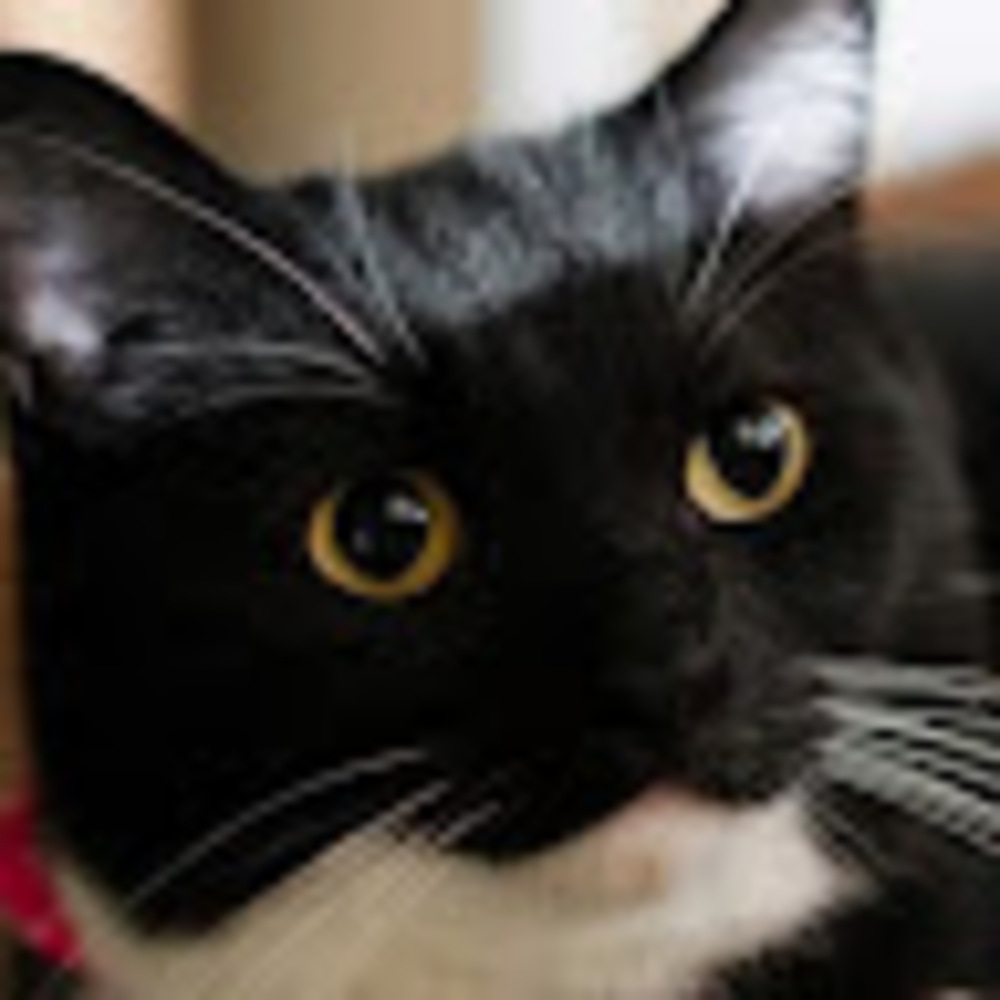 Meet your Posher, Millie